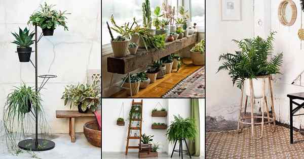 48 Ide Desain Stand Tanaman untuk Houseplants