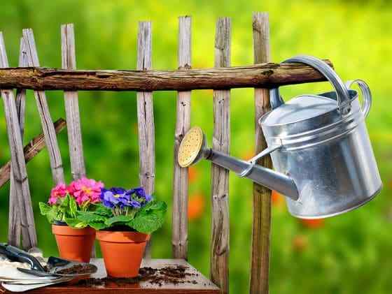 5 Consejos básicos de jardinería de contenedores | Comenzar un jardín de contenedores