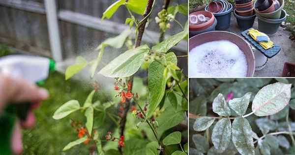 5 Beste kastilische Seife und Vorteile im Garten