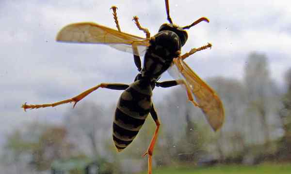 5 Produk Perangkap Wasp Terbaik Menyapu Kesalahan Wasp Anda