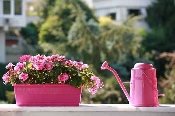 5 Problèmes et conseils de jardinage de balcon commun pour les résoudre