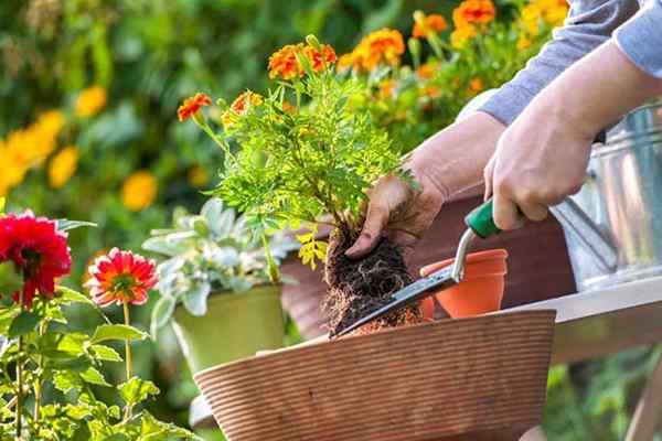 5 erreurs de jardinage courantes devraient éviter