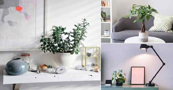 5 plantas que você pode manter em sua mesa para obter boa sorte