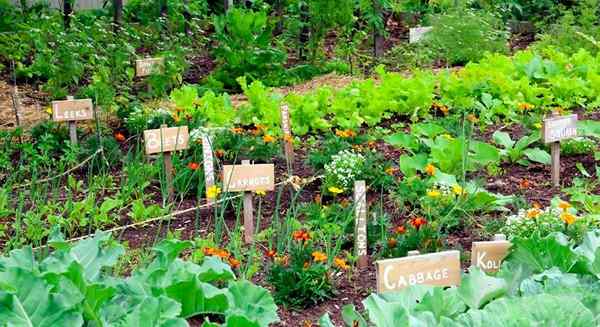 5 secretos de una jardinería de alto rendimiento | Consejos de jardinería de vegetales