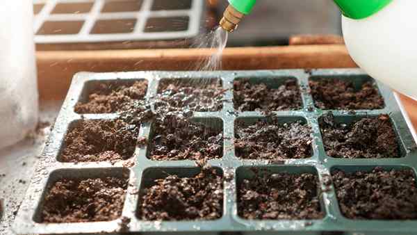 5 erros iniciais de sementes a serem evitados para um próspero jardim de primavera