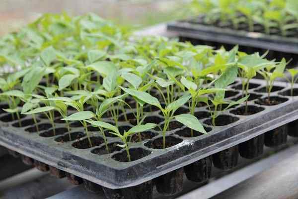 5 Conseils de germination des graines simples pour cultiver chaque graine