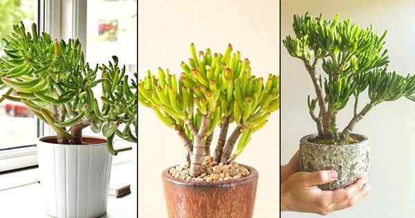 5 Jenis tanaman Jade Tolkien Anda dapat tumbuh di dalam ruangan