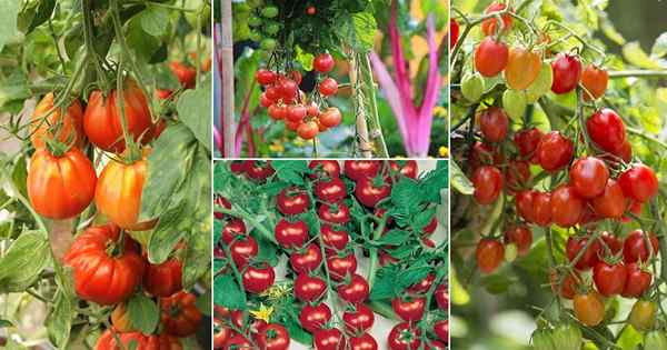 5 types de tomates | Meilleures variétés de tomates