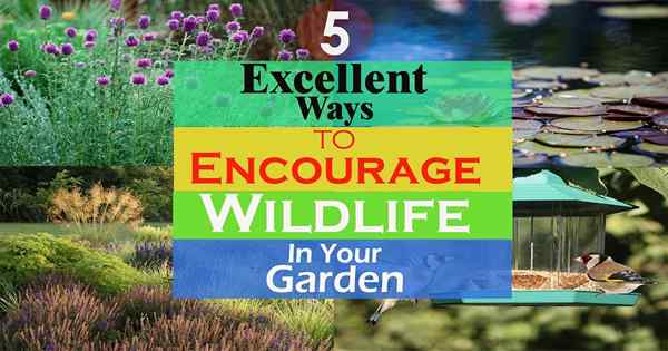 5 Möglichkeiten, wild lebende Tiere in Ihren Garten zu ermutigen