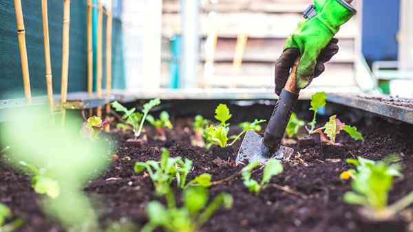 5 maneiras de melhorar a drenagem em seus leitos de jardim elevados