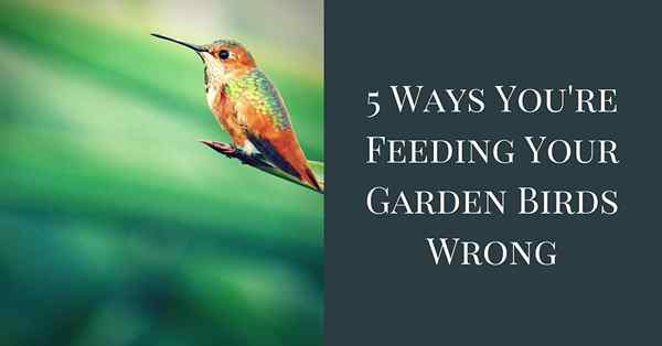 5 cara Anda memberi makan burung kebun Anda salah