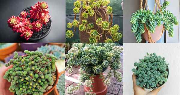 50 belos tipos de variedades de sedum