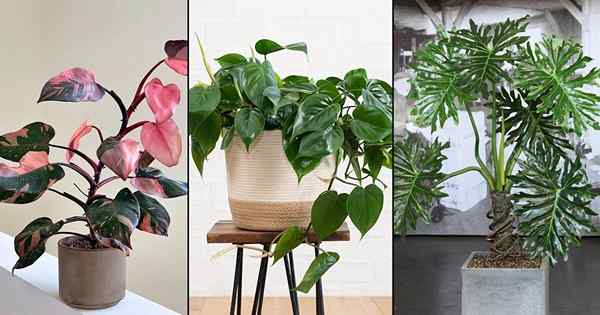 6 Beste leicht zu erwachsene Philodendron -Sorten in Innenräumen