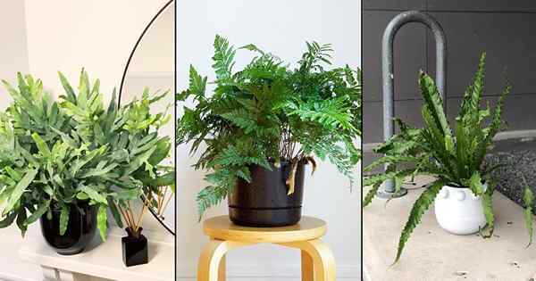 6 mejores helechos epifíticos que crecen como plantas de interior