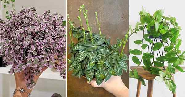 6 diferentes tipos de especies de callisia que puedes cultivar