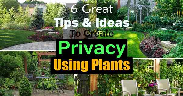 6 świetnych wskazówek i pomysłów na prywatność za pomocą roślin