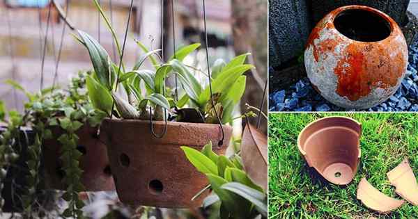 6 maneiras de argila vasos para plantas são melhores | Pote de barro usa e benefícios