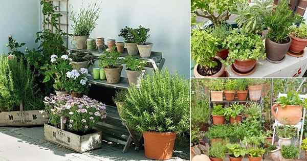 7 Apartment Kräutergarten Tipps | Apartment -Gartenarbeit