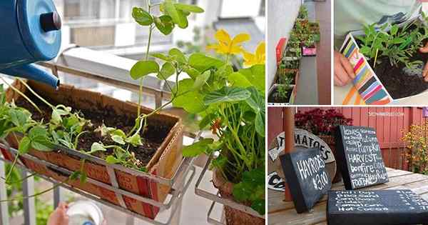 7 meilleures idées de boîte à chaussures de bricolage et utilisations pour le jardin