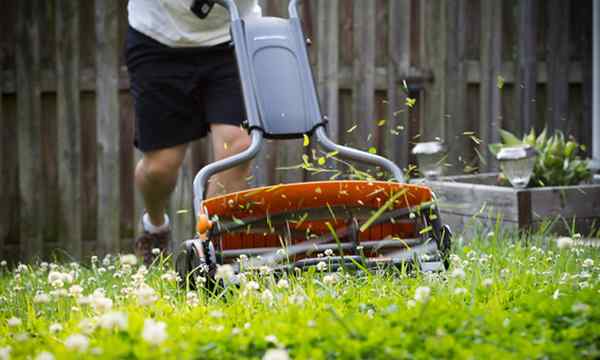 7 mejores cortadoras de carrete para sus necesidades de césped