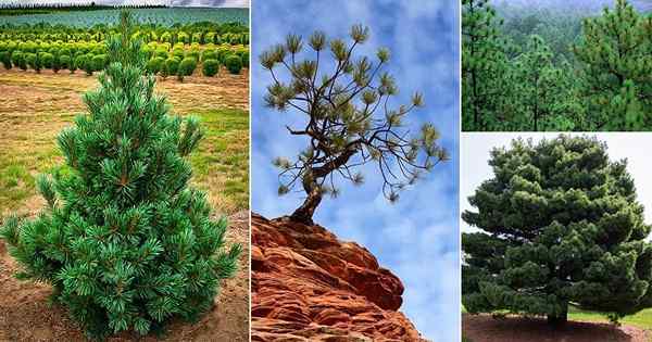 7 différents types de pins au Texas | Pine Trees originaire du Texas