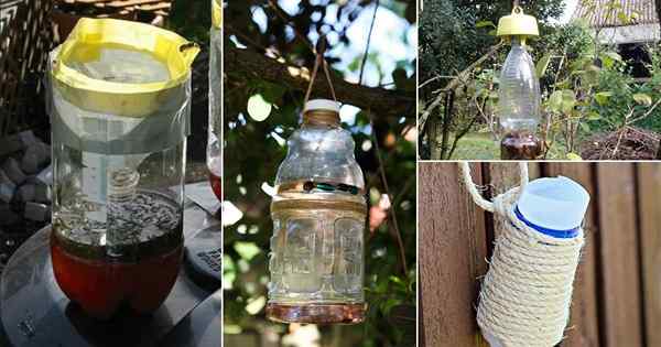 7 idéias de armadilha de vespa DIY para jardim