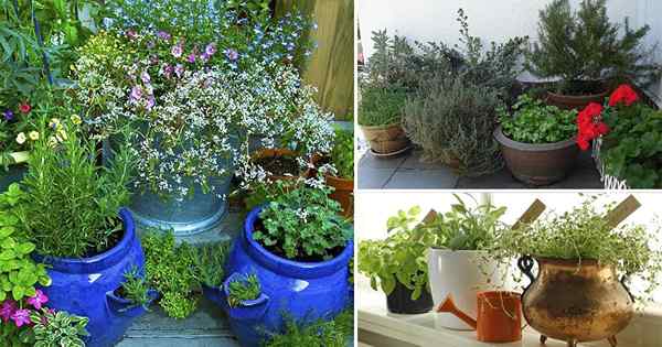 7 Conteneur essentiel Herb Garden Conseils poussant les herbes dans des pots