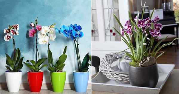 7 hausgemachte pflanzliche Lebensmittel für Orchideen | DIY Orchideendünger