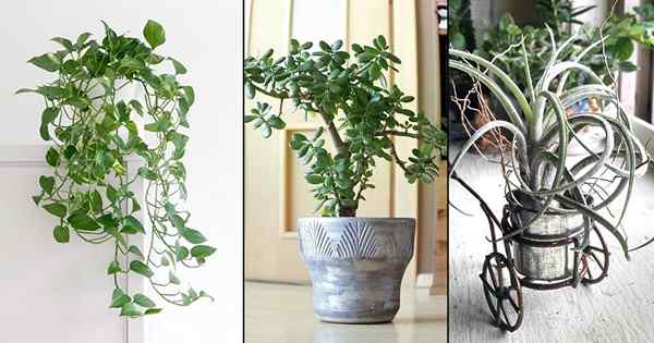 7 Houseplants yang suka diabaikan