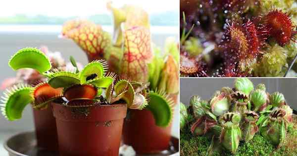 7 plantas carnívoras internas para iniciantes | Melhores plantas de casa carnívoras