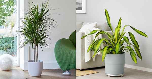 7 najpopularniejszych odmian Dracaena do uprawy w pomieszczeniach