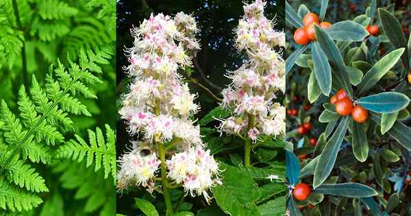 7 plantas que podem ser usadas como sabão | Melhores plantas de sabão