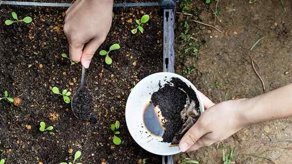 7 kegunaan yang mengejutkan untuk bubuk kopi di kebun Anda