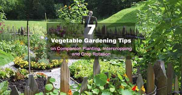 7 Wskazówki dotyczące ogrodnictwa warzywnego dotyczące sadzenia towarzyszące, międzypropowe i rotacyjne uprawy