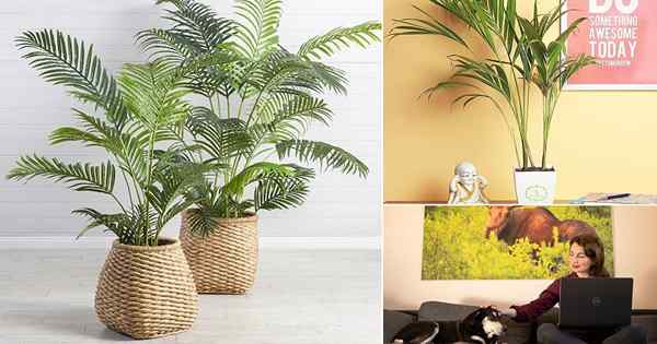 8 Erstaunliche Areca Palm -Vorteile und Fakten