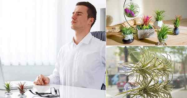 8 Increíbles beneficios de las plantas de aire que nunca conociste