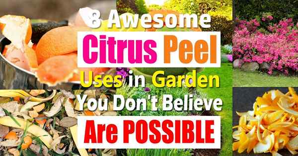 8 Awesome Citrus Peel utilise dans le jardin