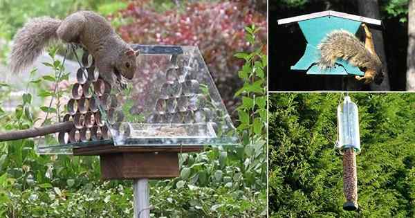 8 DIY Squirrel Proof Bird Feeder Ideen