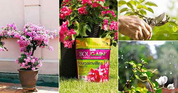 8 Secret Bougainvillea Wskazówki dotyczące opieki | Jak dbać o roślinę Bougainvillea