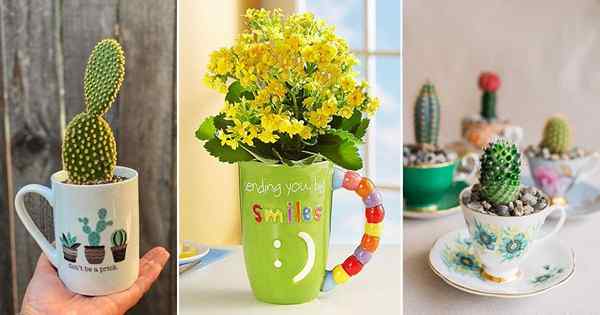 8 Succulents Anda bisa tumbuh di cangkir teh & mug kopi