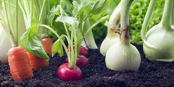 8 légumes que vous pouvez repousser encore et encore