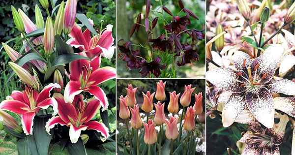 85 meilleurs types de lys | Noms de variétés de lys de jardin