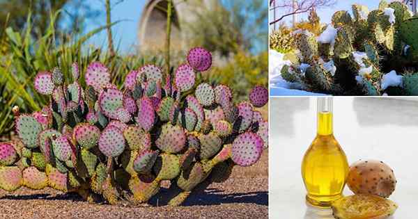 9 Faits de cactus de figue de Barbarie!