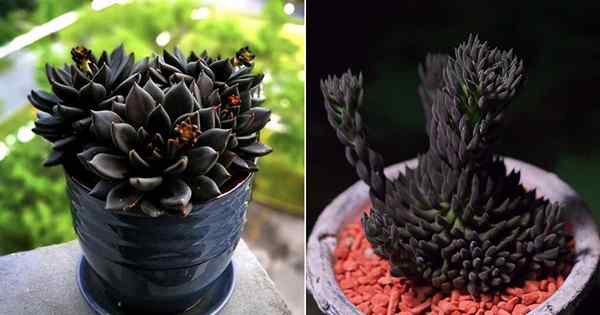 9 meilleures succulentes noires qui sont incroyablement belles