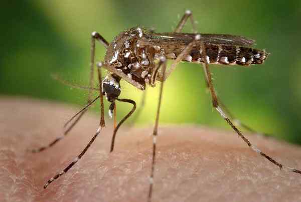 9 meilleurs types de tueurs de moustiques pour 2022