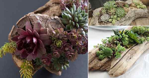 9 Ide Planter Driftwood Succulent Creative Diy