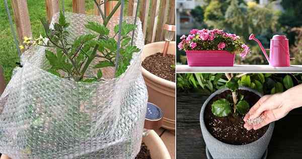 9 conseils magistraux pour les plantes de jardin de balcon hibrondantes