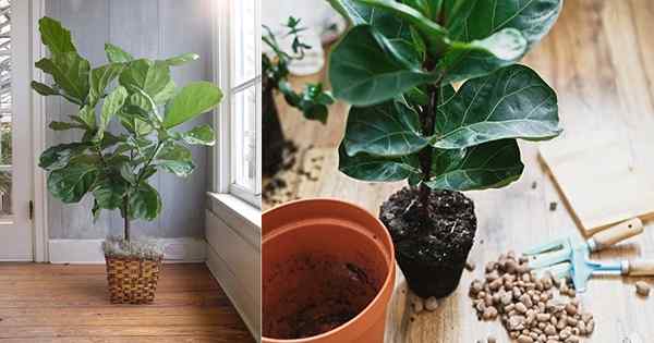 9 Petua Rahsia untuk Figs Leaf Fiddle yang paling sihat