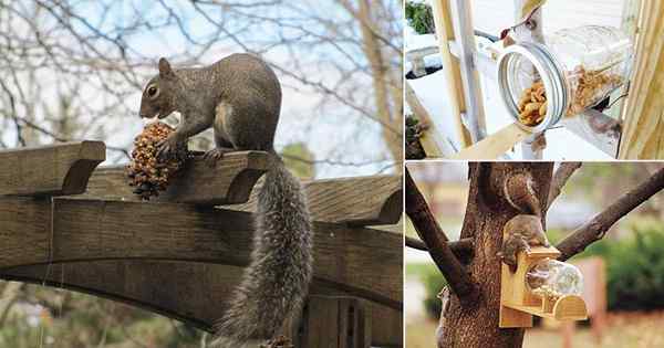 9 Squirrel alimentador DIY idéias para o jardim