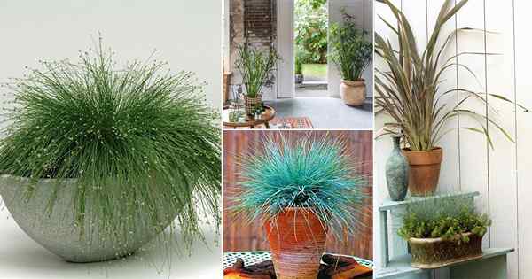 9 Grass intérieurs ornementaux à la mode | Plantes d'intérieur de l'herbe